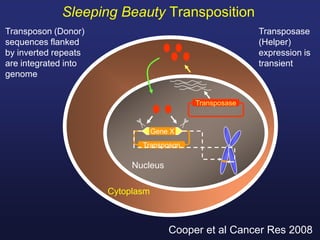 Sleeping Beauty Transposition
Cytoplasm
Nucleus
Transposase
Transposon
Gene X
Transposase
(Helper)
expression is
transient
Transposon (Donor)
sequences flanked
by inverted repeats
are integrated into
genome
Cooper et al Cancer Res 2008
 