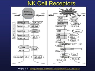 NK Cell Receptors
Murphy et al Biology of Blood and Marrow Transplantation 2012; 18:S2-S7
 