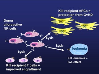 Lysis
Lysis
leukemia
DC
NK
DC
DC
NK
NK
Donor
alloreactive
NK cells
Lysis
T TT
Kill recipient APCs =
protection from GvHD
Kill recipient T cells =
improved engraftment
Kill leukemia =
GvL effectTT
 
