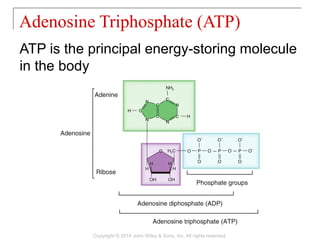 02 [chapter 2 the chemical level of organization] | PPT