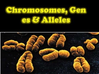 Chromosomes, Genes & Alleles 
