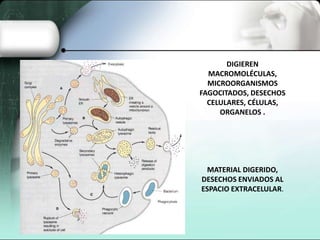 DIGIEREN
MACROMOLÉCULAS,
MICROORGANISMOS
FAGOCITADOS, DESECHOS
CELULARES, CÉLULAS,
ORGANELOS .

MATERIAL DIGERIDO,
DESECHOS ENVIADOS AL
ESPACIO EXTRACELULAR.

 