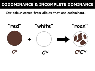 CODOMINANCE & INCOMPLETE DOMINANCE Cow colour comes from alleles that are codominant… C R C W C R C W + “ red” “ white” “ roan” 