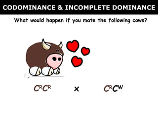 CODOMINANCE & INCOMPLETE DOMINANCE What would happen if you mate the following cows? C R C R C R C W x 