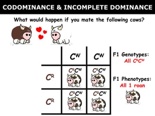 CODOMINANCE & INCOMPLETE DOMINANCE What would happen if you mate the following cows? C R C W C R C W C R C W C R C W F1 Genotypes: All C R C W F1 Phenotypes: All 1 roan C R C W C R C W z 