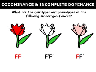 CODOMINANCE & INCOMPLETE DOMINANCE What are the genotypes and phenotypes of the following snapdragon flowers? FF F’F’ F F’ 