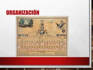 ORGANIZACIÓN
 