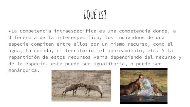 Competencia intraespecífica