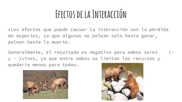 Competencia intraespecífica