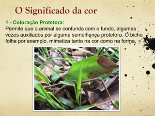 O Significado da cor
1 - Coloração Protetora:
Permite que o animal se confunda com o fundo, algumas
vezes auxiliados por alguma semelhança protetora. O bicho
folha por exemplo, mimetiza tanto na cor como na forma.
 