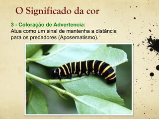 O Significado da cor
3 - Coloração de Advertencia:
Atua como um sinal de mantenha a distância
para os predadores (Aposematismo).
 