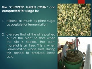 The “CHOPPED GREEN CORN” and
compacted for silage to:
1. release as much as plant sugar
as possible for fermentation
2. to ensure that all the air is pushed
out of the plant so that when
the silo is sealed, the plant
material is air free. This is when
Fermentation works best during
this period to produce lactic
acid.
 