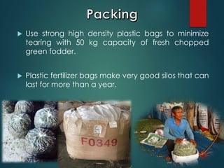  Use strong high density plastic bags to minimize
tearing with 50 kg capacity of fresh chopped
green fodder.
 Plastic fertilizer bags make very good silos that can
last for more than a year.
 