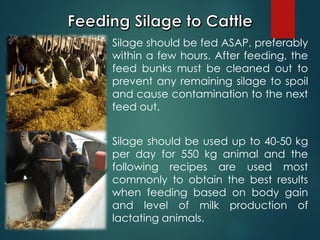  Silage should be fed ASAP, preferably
within a few hours. After feeding, the
feed bunks must be cleaned out to
prevent any remaining silage to spoil
and cause contamination to the next
feed out.
 Silage should be used up to 40-50 kg
per day for 550 kg animal and the
following recipes are used most
commonly to obtain the best results
when feeding based on body gain
and level of milk production of
lactating animals.
 