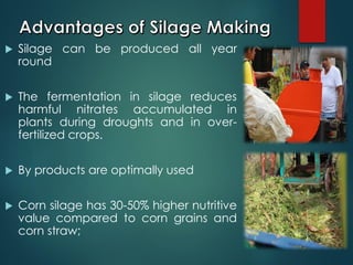  Silage can be produced all year
round
 The fermentation in silage reduces
harmful nitrates accumulated in
plants during droughts and in over-
fertilized crops.
 By products are optimally used
 Corn silage has 30-50% higher nutritive
value compared to corn grains and
corn straw;
 