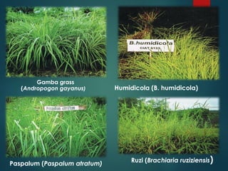 Gamba grass
(Andropogon gayanus)
Ruzi (Brachiaria ruziziensis)
Humidicola (B. humidicola)
Paspalum (Paspalum atratum)
 