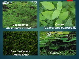 Arachis/Peanut
(Arachis pintoi)
Desmanthus
(Desmanthus virgatus)
Canerea
Centro
(Centrosema pubescens)
 