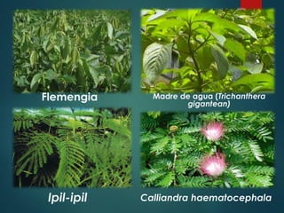 Flemengia
Ipil-ipil
Madre de agua (Trichanthera
gigantean)
Calliandra haematocephala
 