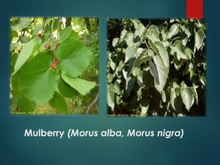 Mulberry (Morus alba, Morus nigra)
 