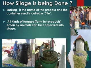  Ensiling” is the name of the process and the
container used is called a “Silo”.
 All kinds of forages (farm by-products)
eaten by animals can be conserved into
silage.
 