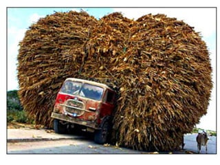 O que é 1 hectare (ha)?
Um hectare (representado pelo símbolo ha), é uma unidade de medida
de área equivalente a 10.000 m2.
100 m
100m
Área = 100m×100m
Área = 10 000 m2
Área = 1 ha
1 ha
200 m
50m
Área = 200m×50m
Área = 10 000 m2
Área = 1 ha
1 ha
Clauber D.R. (UEMS) Produção de cana fev15 10 / 37
 