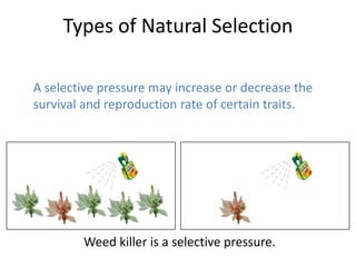 Types of Natural Selection
A selective pressure may increase or decrease the
survival and reproduction rate of certain traits.

Weed killer is a selective pressure.

 