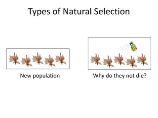Types of Natural Selection

New population

Why do they not die?

 