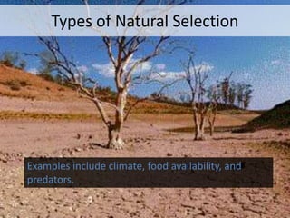 Types of Natural Selection

Examples include climate, food availability, and
predators.

 