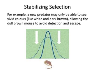 Stabilizing Selection
For example, a new predator may only be able to see
vivid colours (like white and dark brown), allowing the
dull brown mouse to avoid detection and escape.

 