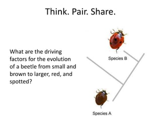 Think. Pair. Share.

What are the driving
factors for the evolution
of a beetle from small and
brown to larger, red, and
spotted?

 