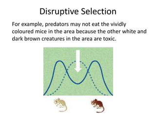 Disruptive Selection
For example, predators may not eat the vividly
coloured mice in the area because the other white and
dark brown creatures in the area are toxic.

 