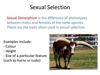 Sexual Selection
Sexual Dimorphism is the difference of phenotypes
between males and females of the same species.
These are the traits often used in sexual selection.

Examples include:
- Colour
- Height
- Size of a particular feature
(such as horns or tusks)

 