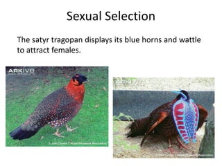 Sexual Selection
The satyr tragopan displays its blue horns and wattle
to attract females.

 