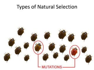 Types of Natural Selection

 