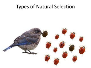 Types of Natural Selection

 