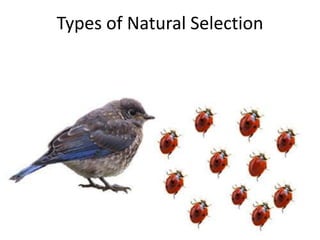 Types of Natural Selection

 