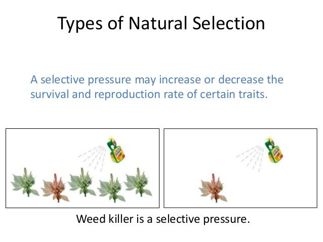 What Are The Types Of Natural Selection What Are The Types Of Natural Selection