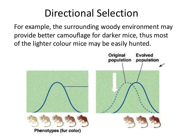 An Example Of Directional Natural Selection An Example Of Directional Natural Selection
