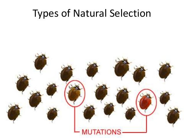 Natural Selection Types Of Selection Natural Selection Types Of Selection