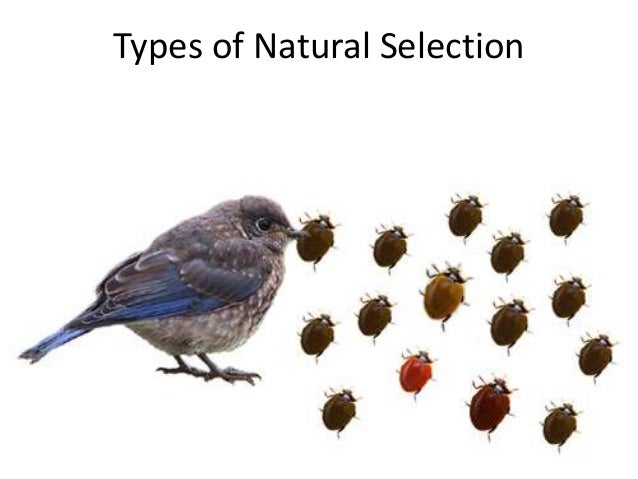 02c types of natural selection