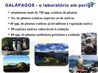 GALÁPAGOS - o laboratório em perigo 
 atualmente mais de 750 spp. exóticas de plantas 
 No. de plantas exóticas superior ao de nativas 
40 spp. de plantas exóticas já invadiram a vegetação nativa 
 90 espécies nativas vulneráveis à extinção 
 60 spp. de plantas endêmicas próximas a extinção 
 