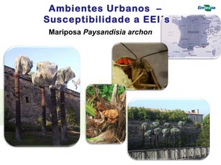 Ambientes Urbanos – 
Susceptibilidade a EEI´s 
Mariposa Paysandisia archon 
 