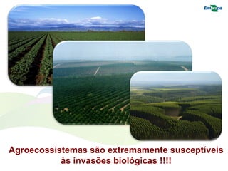 Agroecossistemas são extremamente susceptíveis 
às invasões biológicas !!!! 
 