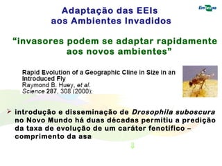 Adaptação das EEIs 
aos Ambientes Invadidos 
“invasores podem se adaptar rapidamente 
aos novos ambientes” 
 introdução e disseminação de Drosophila suboscura 
no Novo Mundo há duas décadas permitiu a predição 
da taxa de evolução de um caráter fenotífico – 
comprimento da asa 
ß 
 