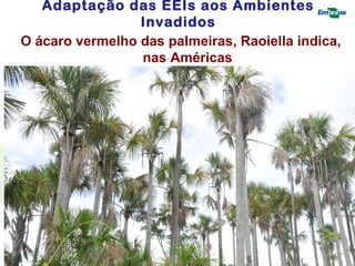 Adaptação das EEIs aos Ambientes 
Invadidos 
O ácaro vermelho das palmeiras, Raoiella indica, 
nas Américas 
 Hemisfério Oriental - quatro palmeiras (Arecaceae) hospedeiras 
 Américas – mais de 90 monocotiledôneas hospedeiras reprodutivas 
 Além de Arecaceae, Musaceae, Strelitziaceae, Zingiberaceae, 
Heliconiaceae, Pandanaceae, Carrillo et al. (2012a) 
 Infestação de espécies nativas !!! 
 