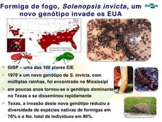 Formiga de fogo, Solenopsis invicta , um 
novo genótipo invade os EUA 
 GISP – uma das 100 piores EIE 
 1970´s um novo genótipo de S. invicta, com 
múltiplas rainhas, foi encontrado no Mississipi 
 em poucos anos tornou-se o genótipo dominante 
no Texas e se disseminou rapidamente 
 Texas, a invasão deste novo genótipo reduziu a 
diversidade de espécies nativas de formigas em 
70% e o No. total de indivíduos em 90%. 
 
