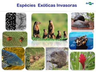 Espécies Exóticas Invasoras 
 