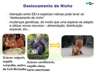 Deslocamento de Nicho 
 interação entre EEI e espécies nativas pode levar ao 
“deslocamento de nicho” 
 mudanças genéticas, de modo que uma espécie se adapta 
a utilizar novos recursos – alimentação, distribuição 
espacial, etc... 
Sciurus vulgaris, 
esquilo 
vermelho, nativo 
da Grã-Bretanha 
Sciurus carolinensis, 
esquilo cinza, 
norte-americano 
 