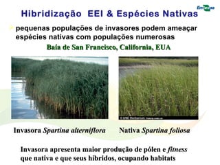 Hibridização EEI & Espécies Nativas 
pequenas populações de invasores podem ameaçar 
espécies nativas com populações numerosas 
BBaaííaa ddee SSaann FFrraanncciissccoo,, CCaalliiffoorrnniiaa,, EEUUAA 
IInnvvaassoorraa SSppaarrttiinnaa aalltteerrnniifflloorraa 
NNaattiivvaa SSppaarrttiinnaa ffoolliioossaa 
IInnvvaassoorraa aapprreesseennttaa mmaaiioorr pprroodduuççããoo ddee ppóólleenn ee ffiittnneessss 
qquuee nnaattiivvaa ee qquuee sseeuuss hhííbbrriiddooss,, ooccuuppaannddoo hhaabbiittaattss 
 