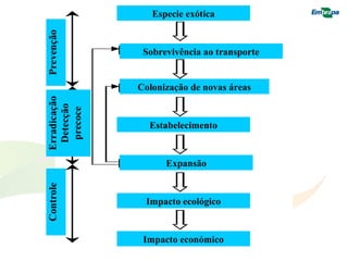 Especie exótica 
Sobrevivência ao transporte 
Colonização de novas áreas 
Estabelecimento 
Expansão 
Impacto ecológico 
Impacto económico 
 